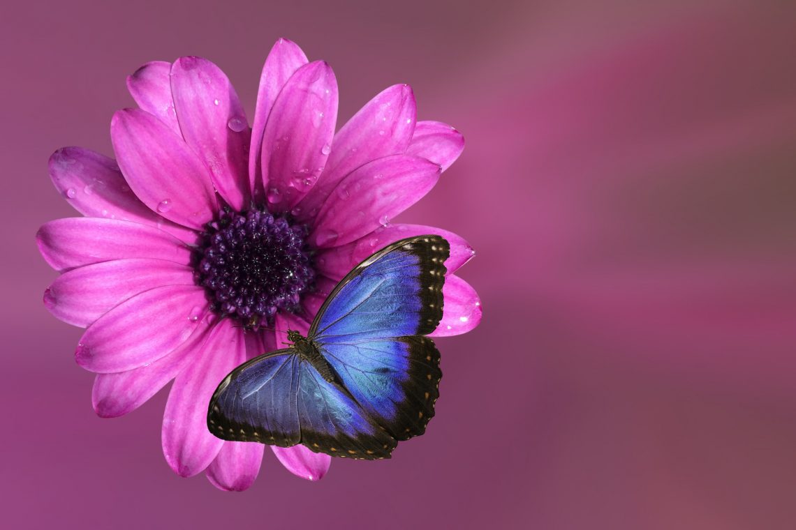 mariposa, flor
